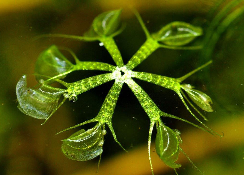 Wasserfalle Aldrovanda vesiculosa 